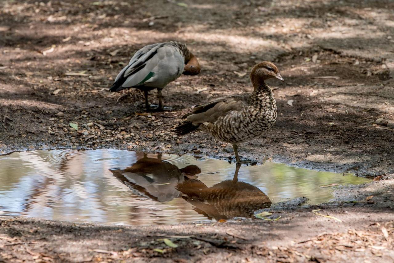 Belair National Park Holiday Park Luaran gambar